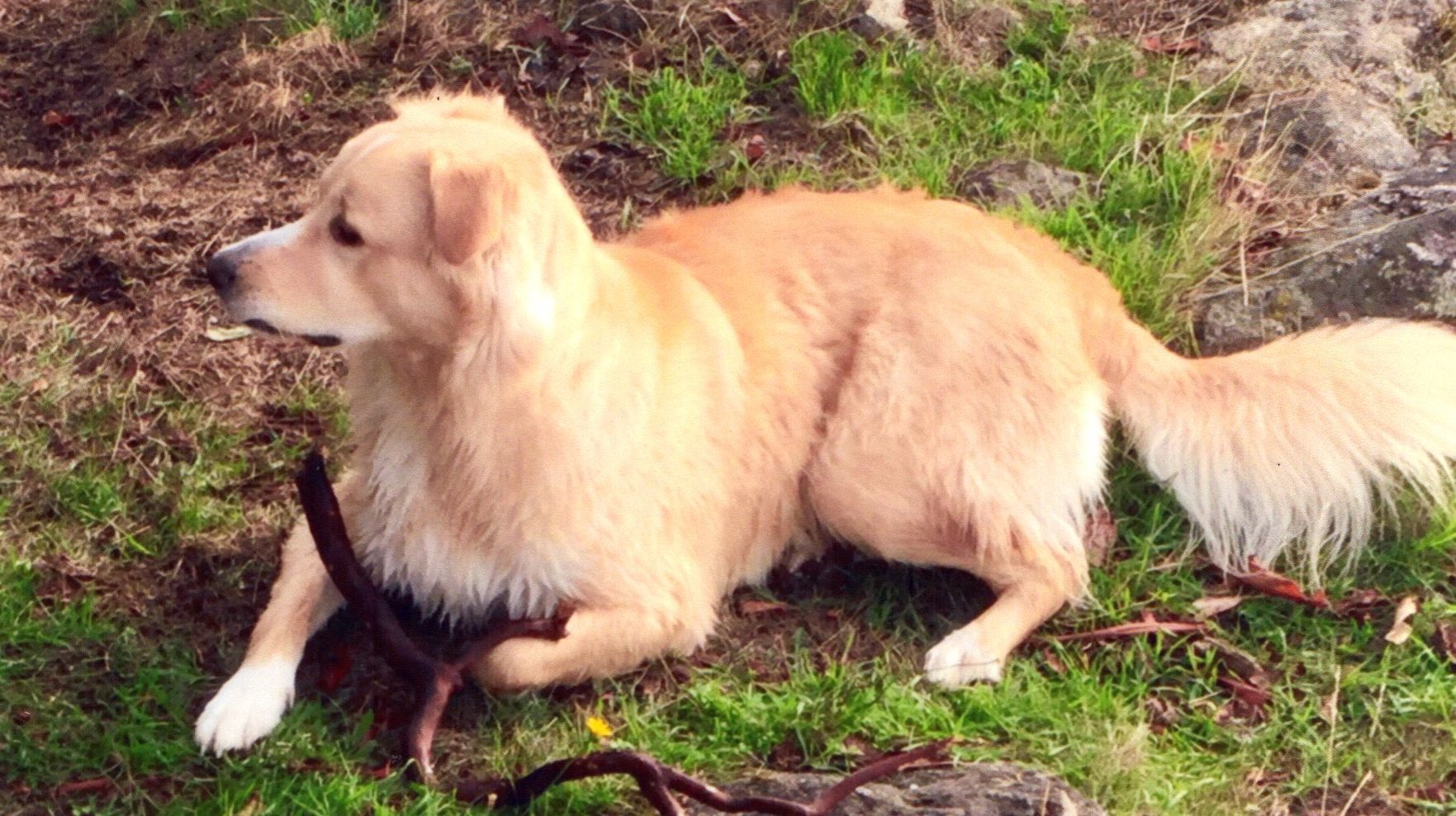 Pic of the Litter: Cal